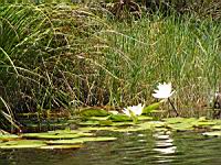 Nenuphard (2) (Photo F. Mrugala)